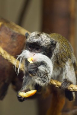 Emperor Tamarin - Saguinus Imperator