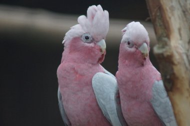 Galah - Eolophus roseicapilla