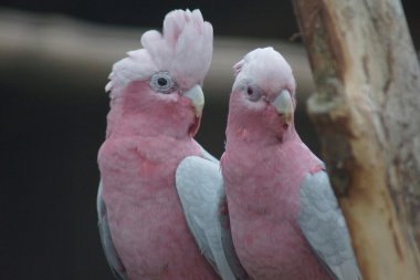 Galah - Eolophus roseicapilla