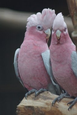 Galah - Eolophus roseicapilla
