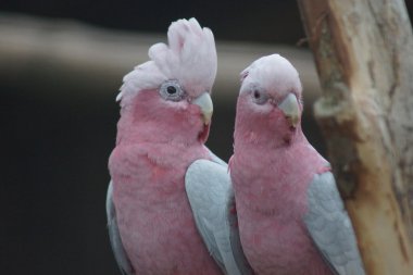 Galah - Eolophus roseicapilla
