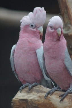 Galah - Eolophus roseicapilla