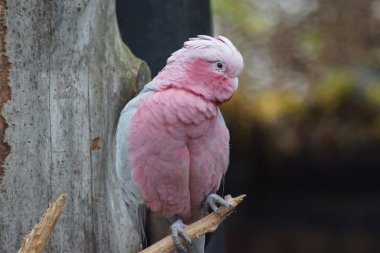 Galah - Eolophus roseicapilla