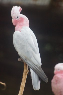 Galah - Eolophus roseicapilla