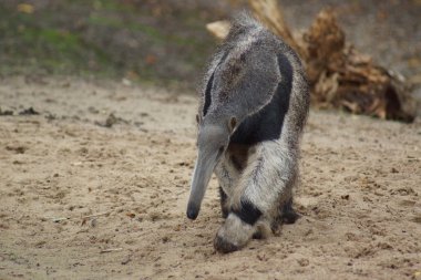 Dev karınca yiyen - Myrmecophaga tridactyla