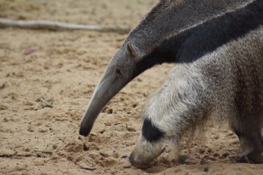 Dev karınca yiyen - Myrmecophaga tridactyla