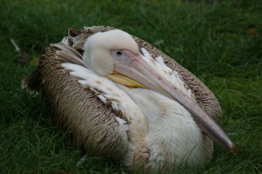 büyük beyaz Pelikan - pelecanus onocrotalus