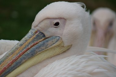 büyük beyaz Pelikan - pelecanus onocrotalus
