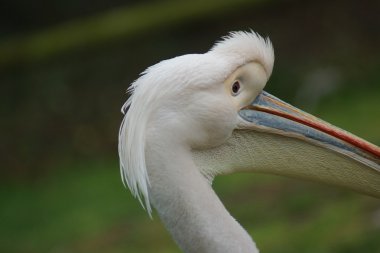 büyük beyaz Pelikan - pelecanus onocrotalus