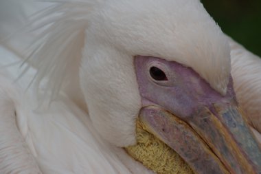 büyük beyaz Pelikan - pelecanus onocrotalus