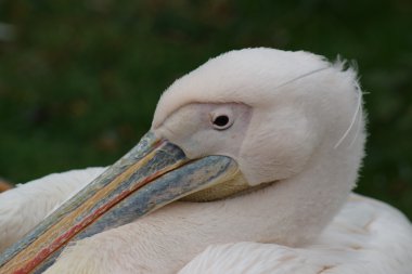 büyük beyaz Pelikan - pelecanus onocrotalus