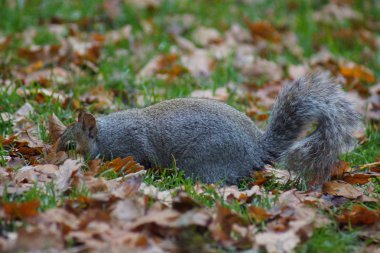 gri sincap - sciurus carolinensis