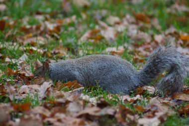 gri sincap - sciurus carolinensis
