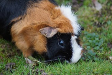 Eskiden şiling şimdi Pigs - Cavia porcellus