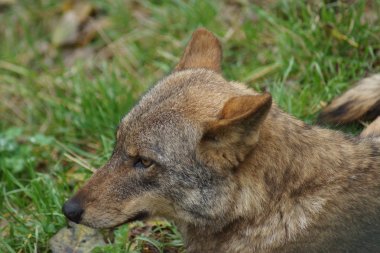 İber kurt - Canis lupus signatus