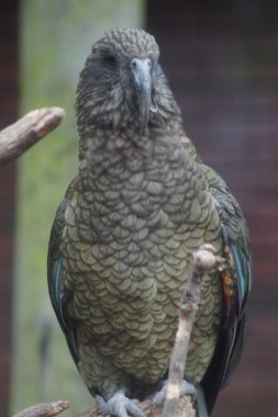 Kea - Nestor notabilis