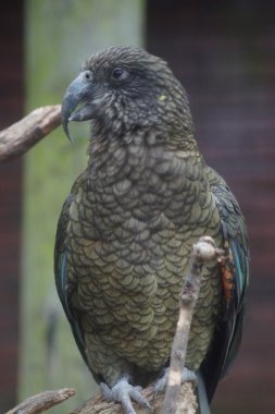 Kea - Nestor notabilis