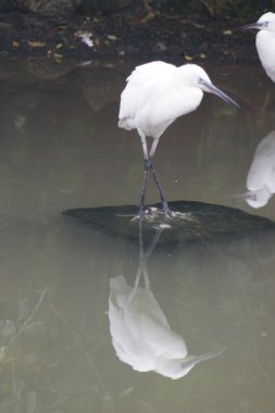 Küçük ak balıkçıl - Egretta garzetta