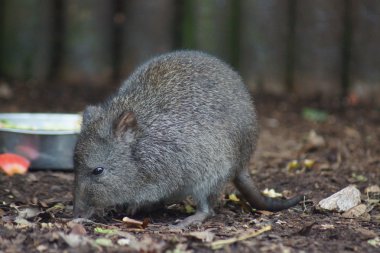 Uzun burunlu Potaroo - Potarous tridacylus