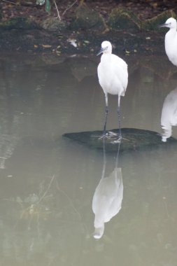 Küçük ak balıkçıl - Egretta garzetta