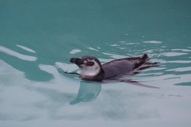 Macellan pengueni - Spheniscus magellanicus