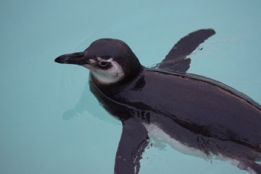 Macellan pengueni - Spheniscus magellanicus