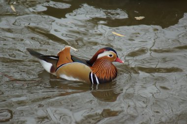 Mandarin Ördeği - Aix galericulata