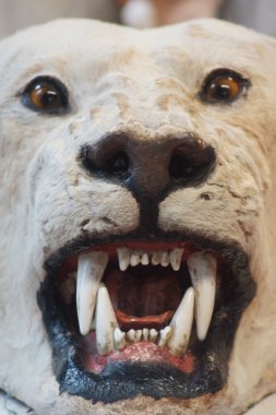 Kutup ayısı - ursus maritimus