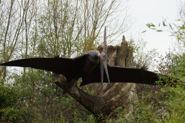 Pteranodon