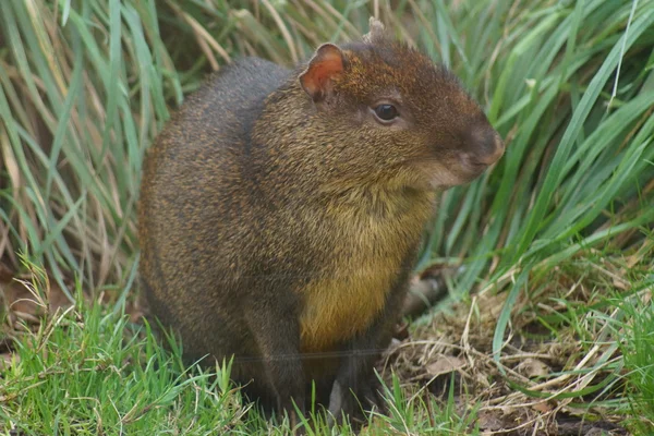 Mittelamerikanische Agouti - dasyprocta punctata — Stockfoto