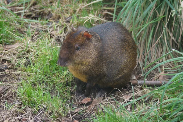 Orta Amerika agutisi - dasyprocta punctata — Stok fotoğraf