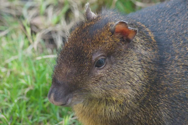 중앙 아메리카 Agouti-Dasyprocta punctata — 스톡 사진