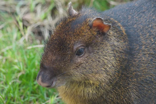 Central American Agouti - Dasyprocta punctata — Fotografie, imagine de stoc