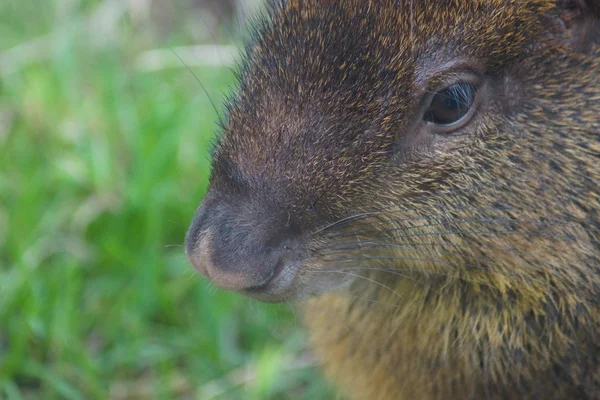 중앙 아메리카 Agouti-Dasyprocta punctata — 스톡 사진