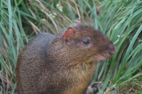 Aguti - dasyprocta punctata — Zdjęcie stockowe