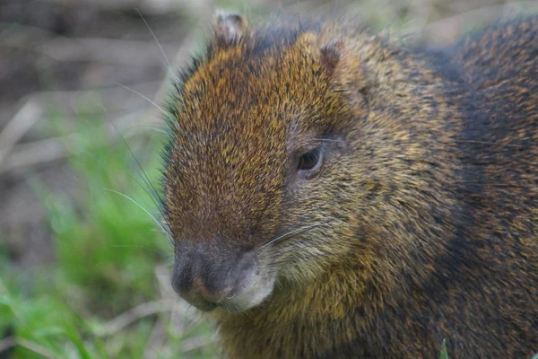 Central American Agouti - Dasyprocta punctata — Stock Photo, Image