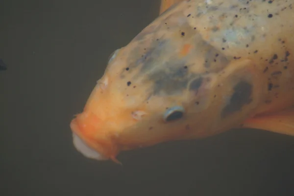 Carpa común de Koi - Cyprinus carpio —  Fotos de Stock