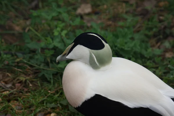 Frequentes Eider - Somateria mollissima — Fotografia de Stock