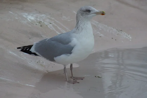 Gaivota-arenque-europeia - Larus argentatus — Fotografia de Stock