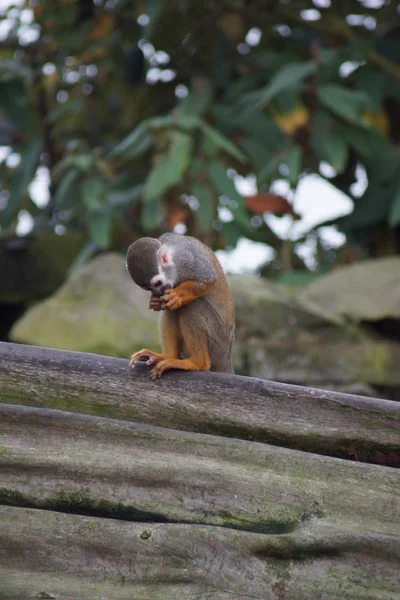 Mono ardilla común - Saimiri sciureus — Foto de Stock