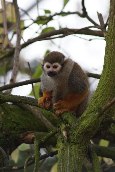 Ortak sincap maymun - saimiri sciureus — Stok fotoğraf