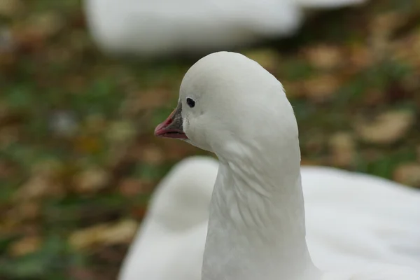 Indiase Runner Duck - binnenlandse Duck - Aylesbury RAS — Stockfoto