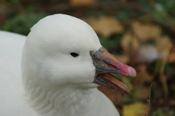 Indický běžec - domácí kachna - Kačer Aylesbury plemeno — Stock fotografie