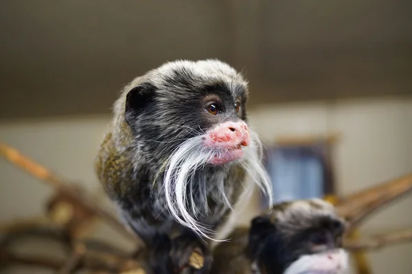 Emperador Tamarin - Saguinus imperator — Foto de Stock