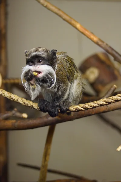 Emperador Tamarin - Saguinus imperator —  Fotos de Stock