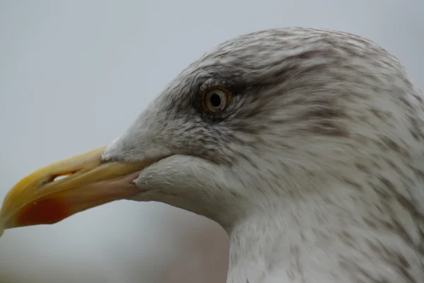 Europese zilvermeeuw - Larus argentatus — Stockfoto