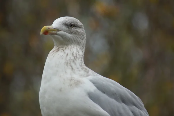 European Herring Gull - Larus argentatus — Stock Photo, Image