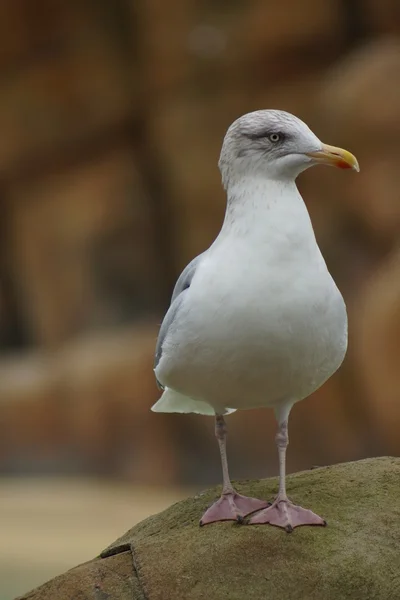 Gabbiano aringa europea - Larus argentatus — Foto Stock