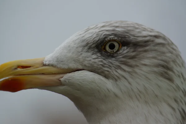 Gabbiano aringa europea - Larus argentatus — Foto Stock