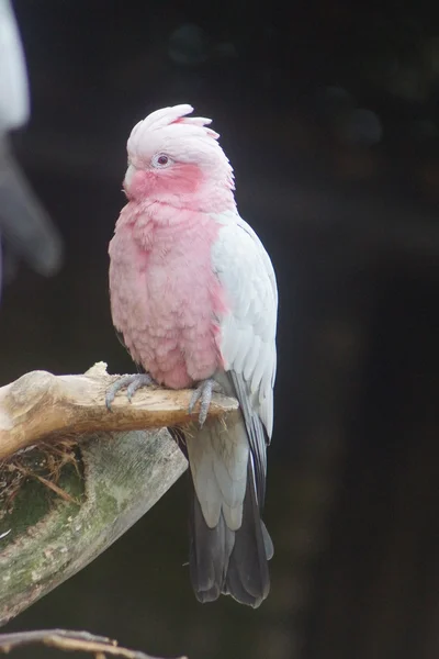 Rosenkakadua - Eolophus roseicapilla — Stockfoto